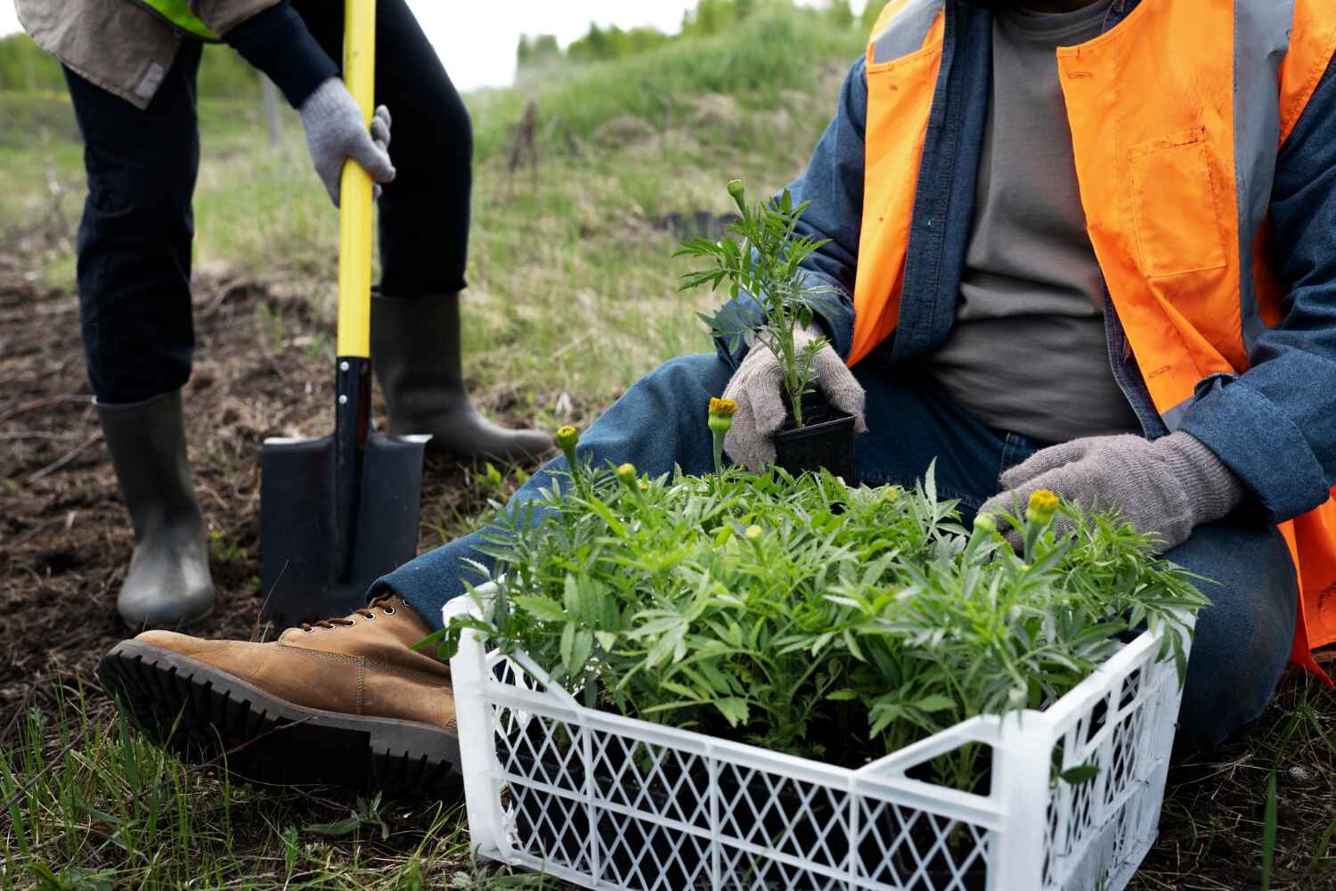 Professional Tree Service in Ivyland, PA